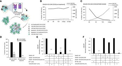 Inclusion of the Inducible Caspase 9 Suicide Gene in CAR Construct Increases Safety of CAR.CD19 T Cell Therapy in B-Cell Malignancies